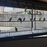 Grand Yayla Çeşme