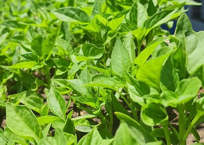 Grand Yayla Hotel Çeşme