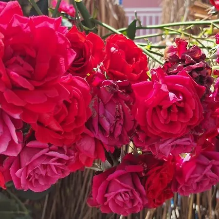 Отель Grand Yayla