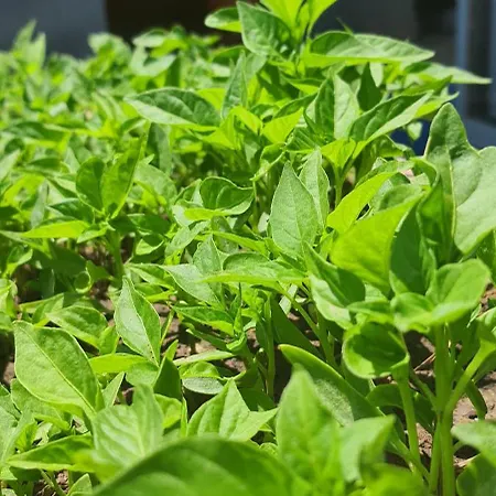 Grand Yayla Otel Çeşme