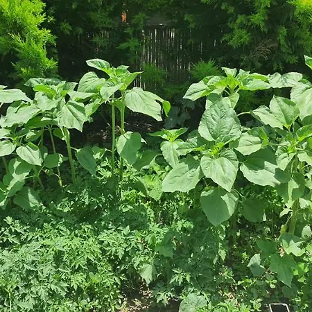 Grand Yayla ホテル